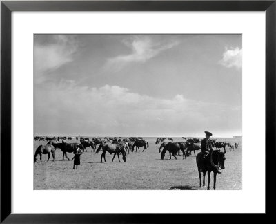 View Of Horses Grazing On The Flat Hungarian Plains That Pastures Some 90,000 Horses by Margaret Bourke-White Pricing Limited Edition Print image