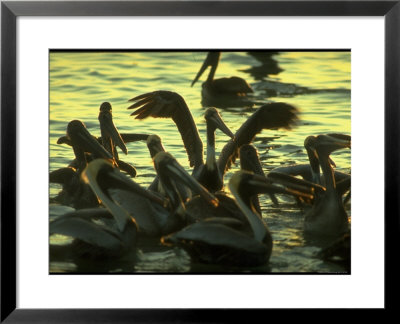 Pelicans In The Sunset At Key Biscayne, Florida by George Silk Pricing Limited Edition Print image