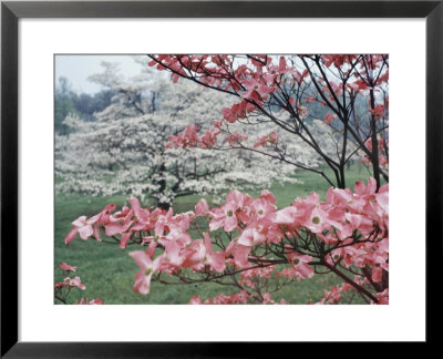 Flowering Dogwood by Henry Groskinsky Pricing Limited Edition Print image