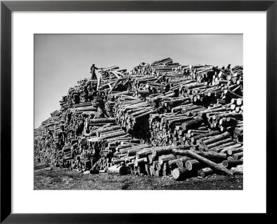 Worker On Top Of Pile Of Pine Logs Outside Union Bag And Paper Co. by Margaret Bourke-White Pricing Limited Edition Print image