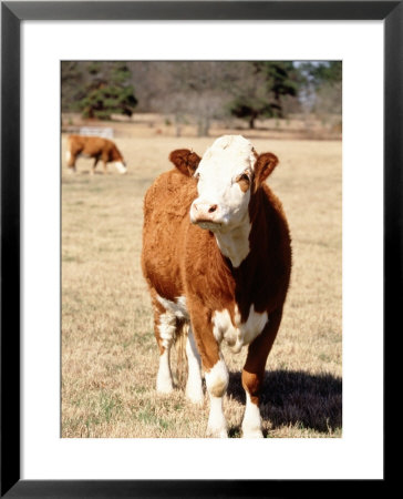 Simmental Beef Cattle by Ray Hendley Pricing Limited Edition Print image