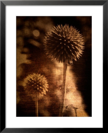 Sepia Dandelions by Robert Cattan Pricing Limited Edition Print image