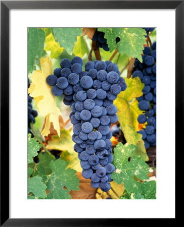 Cabernet Sauvignon Grapes, Napa Valley, California by Karen Muschenetz Pricing Limited Edition Print image