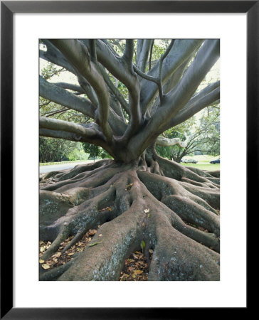 Trunk And Roots Of A Tree In Domain Park, Auckland, North Island, New Zealand, Pacific by Jeremy Bright Pricing Limited Edition Print image