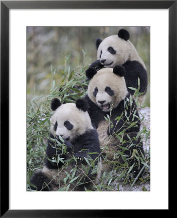 Three Subadult Giant Pandas Feeding On Bamboo Wolong Nature Reserve, China by Eric Baccega Pricing Limited Edition Print image