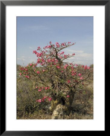 Desert Rose, Kenya, East Africa, Africa by Groenendijk Peter Pricing Limited Edition Print image
