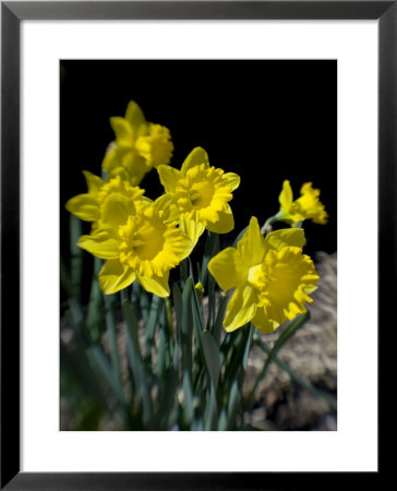 Daffodil In Bloom, New York, New York, Usa by Paul Sutton Pricing Limited Edition Print image