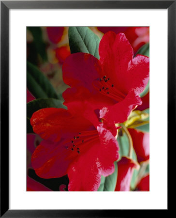 Close-Up Of Two Red Rhododendron Flowers, Gros Claude, Windsor Great Park, Berkshire, England by Pearl Bucknall Pricing Limited Edition Print image