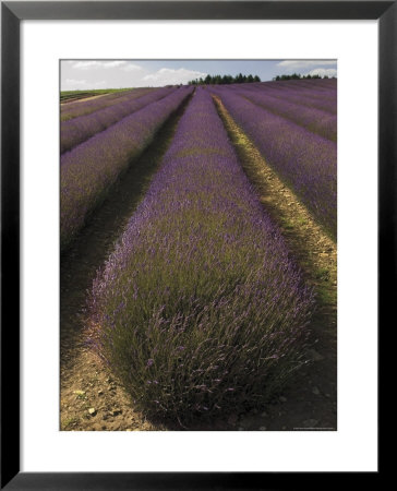 Snowshill Lavender Farm, Gloucestershire, The Cotswolds, England, United Kingdom by David Hughes Pricing Limited Edition Print image