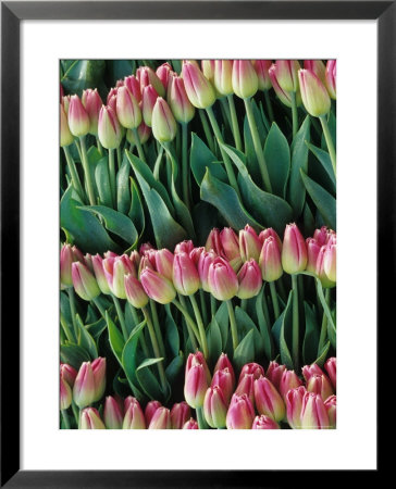 Pink Tulips, Skagit Valley, Washington, Usa by John & Lisa Merrill Pricing Limited Edition Print image