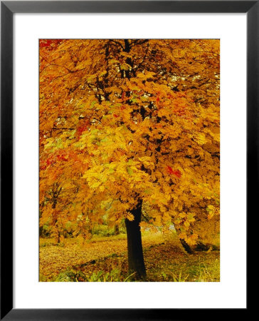 Ash Tree, Autumn Foliage, Peak District National Park, Derbyshire, England, Uk, Europe by David Hughes Pricing Limited Edition Print image