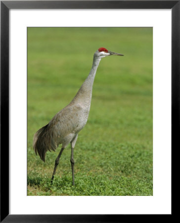 A Sandhill Crane, South Florida, Usa by Roy Rainford Pricing Limited Edition Print image
