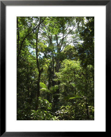 Rainforest Canopy In Arenal Hanging Bridges Park, Arenal, Costa Rica by Robert Harding Pricing Limited Edition Print image