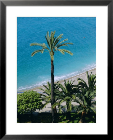 Palm Trees And Baie Des Anges, Nice, Cote D'azur, Alpes-Maritimes, Provence, France, Europe by Guy Thouvenin Pricing Limited Edition Print image
