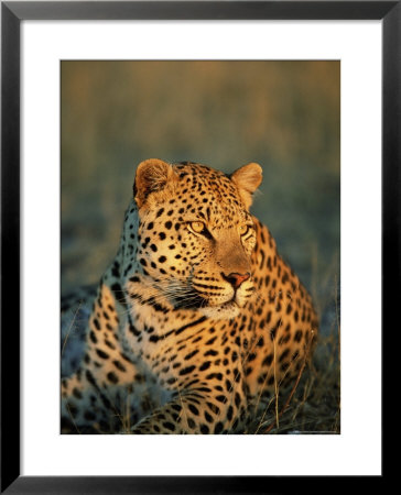 Male Leopard, Panthera Pardus, In Captivity, Namibia, Africa by Ann & Steve Toon Pricing Limited Edition Print image