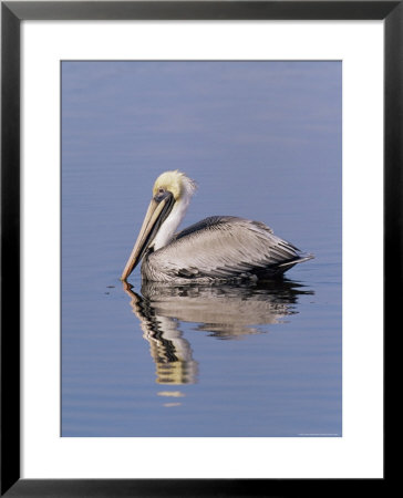 Brown Pelican (Pelicanus Occidentalis), J. N. Ding Darling National Wildlife Refuge, Florida by James Hager Pricing Limited Edition Print image
