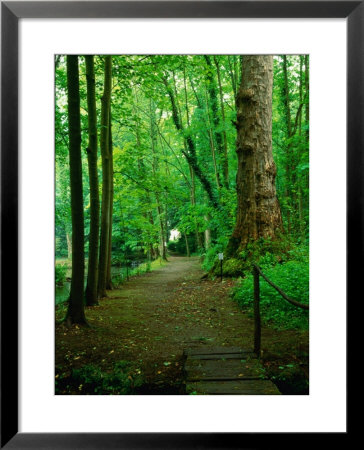 Pathway Through Forest At Chateau De Canon, Basse-Normandy, France by Diana Mayfield Pricing Limited Edition Print image