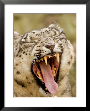 Closeup Of A Yawning, Captive Snow Leopard, Massachusetts by Tim Laman Pricing Limited Edition Print image