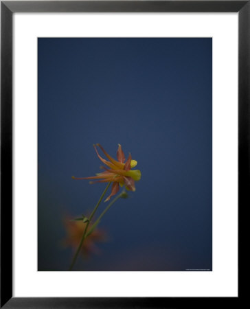 Columbine Flower In Zion National Park, Utah by John Burcham Pricing Limited Edition Print image