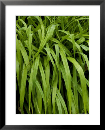 Ornamental Grasses Covered With Morning Dew, Groton, Connecticut by Todd Gipstein Pricing Limited Edition Print image