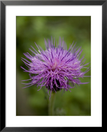 Macro Image Of Purple Chinese Wildflower, Jingshan, China by David Evans Pricing Limited Edition Print image