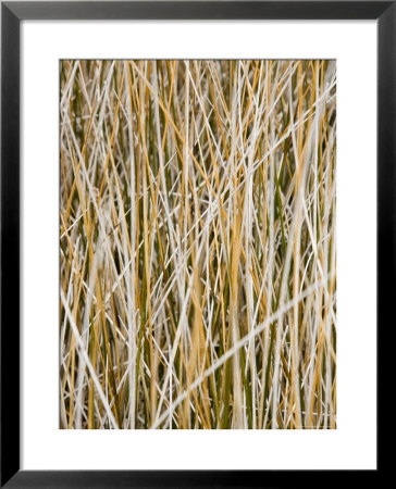 Wild Grass On Chesapeake Bay Shore by David Evans Pricing Limited Edition Print image