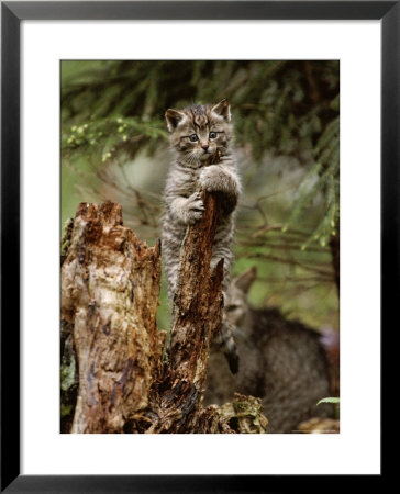 Young Wildcat Perches On A Tree Stump While Its Mother Watches by Norbert Rosing Pricing Limited Edition Print image