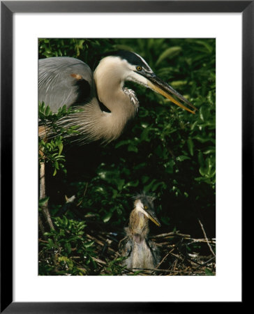 Great Blue Heron And Its Chick In Their Nest by Tim Laman Pricing Limited Edition Print image