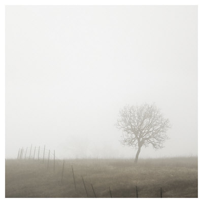 Tree And Fence Ii by Shane Settle Pricing Limited Edition Print image