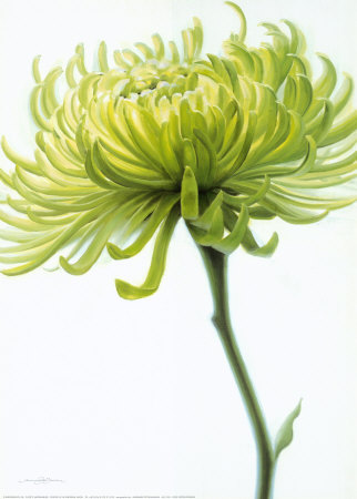 Olive Chrysanthemum by Annemarie Peter-Jaumann Pricing Limited Edition Print image