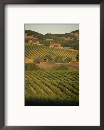 Sonoma County Vineyards, California by Michael S. Lewis Pricing Limited Edition Print image