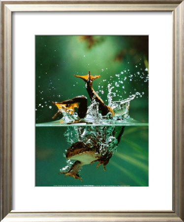Frog Under Water by Tim Flach Pricing Limited Edition Print image
