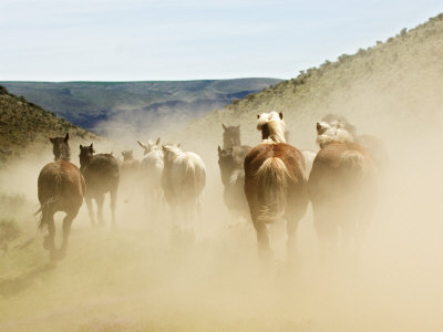 Rear View Of Horses Running In The Dust During Roundup, Malaga, Washington, Usa by Dennis Kirkland Pricing Limited Edition Print image
