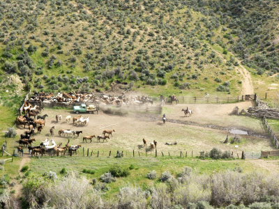 Aerial View Of Horses Herded Into A Corral, Malaga, Washington, Usa by Dennis Kirkland Pricing Limited Edition Print image