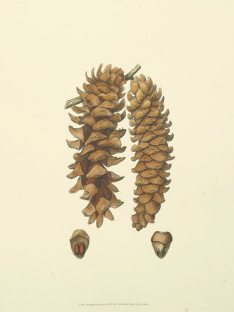 Woodland Pinecones Iii by Silva Pricing Limited Edition Print image