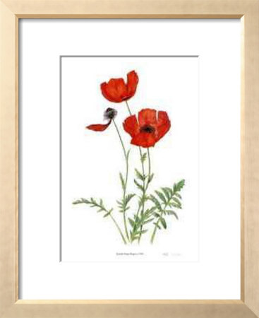 Poppies by Pamela Stagg Pricing Limited Edition Print image