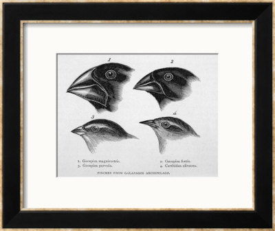 Finches From The Galapagos Islands Observed By Darwin by R.T. Pritchett Pricing Limited Edition Print image