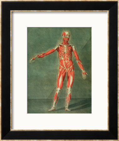 Superficial Muscular System Of The Front Of The Body by Arnauld Eloi Gautier D'agoty Pricing Limited Edition Print image