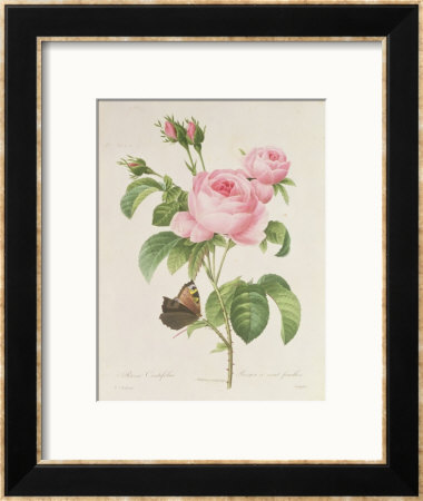 Rosa Centifolia by Pierre-Joseph Redoute Pricing Limited Edition Print image