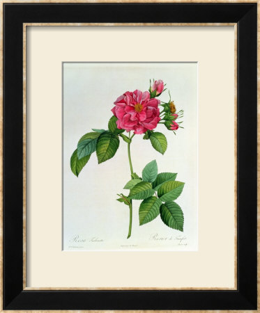 Rosa Turbinata, From Les Roses, Vol 1, 1817 by Pierre-Joseph Redouté Pricing Limited Edition Print image