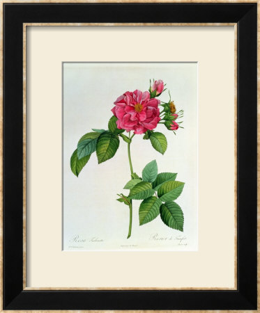 Rosa Turbinata, From Les Roses, Vol 1, 1817 by Pierre-Joseph Redoute Pricing Limited Edition Print image