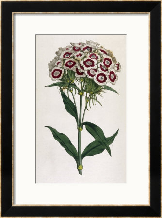 Sweet William Or Bearded Pink by William Curtis Pricing Limited Edition Print image