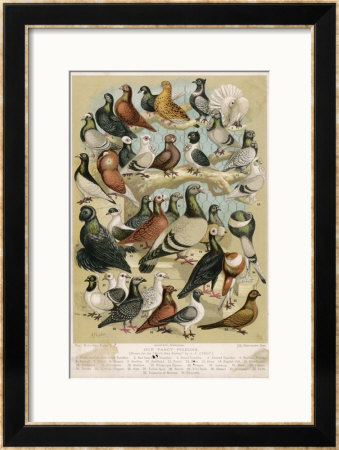 Fancy Pigeon Breeds by A.F. Lydon Pricing Limited Edition Print image