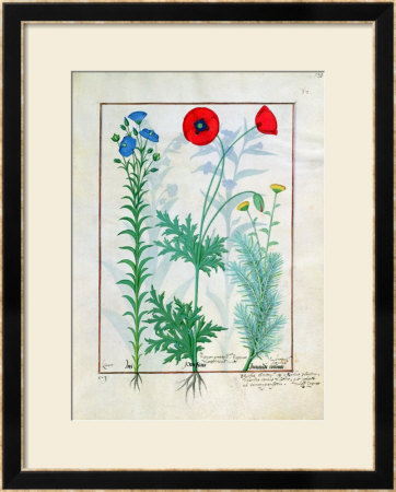Linum, Garden Poppies And Abrotanum, Illustration From The Book Of Simple Medicines by Robinet Testard Pricing Limited Edition Print image