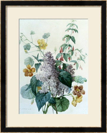 Study Of Lilac, Capucine And Fuchsia by Pierre-Joseph Redoute Pricing Limited Edition Print image