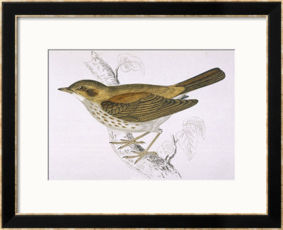 Song Thrush by Reverend Francis O. Morris Pricing Limited Edition Print image