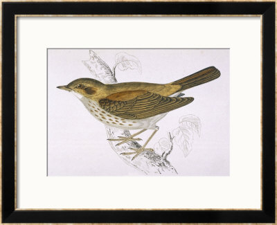 Song Thrush by Reverend Francis O. Morris Pricing Limited Edition Print image