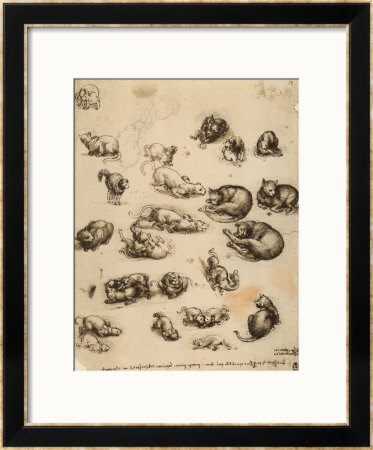 Cats, Lions And Dragons, Drawing, Royal Library, Windsor by Leonardo Da Vinci Pricing Limited Edition Print image