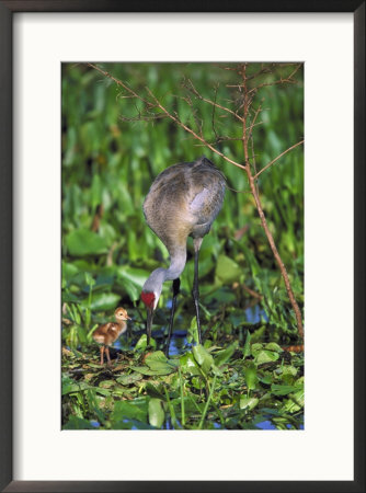 Florida Sandhill Crane by Brian Kenney Pricing Limited Edition Print image