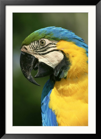 Blue And Gold Macaw, Calling, South America by Brian Kenney Pricing Limited Edition Print image